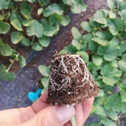 京冀攜手，科技興農(nóng) 北京農(nóng)學(xué)院科技成果轉(zhuǎn)化承德市試驗(yàn)示范基地項(xiàng)目在河北生物領(lǐng)域的新探索