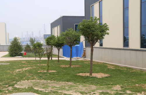 大葉絲棉木在園林綠化工程中的真實應用效果分析